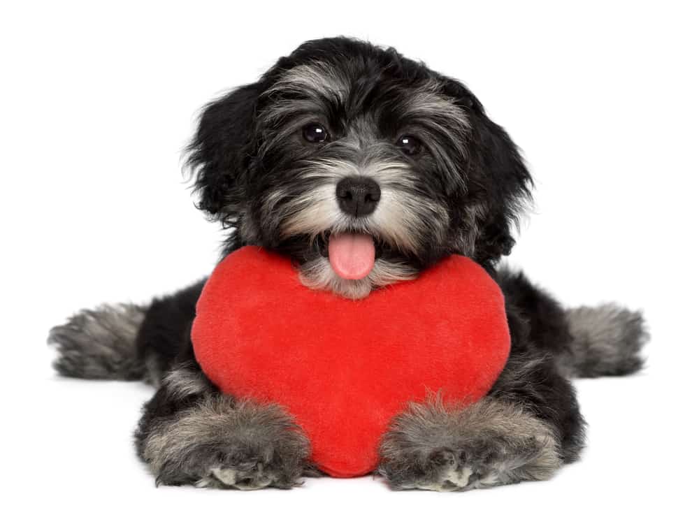 Black puppy with a heart pillow