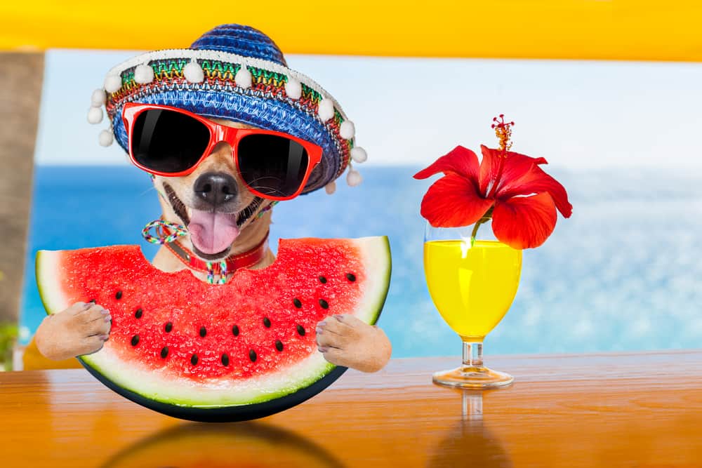Dog enjoying watermelon and a cocktail