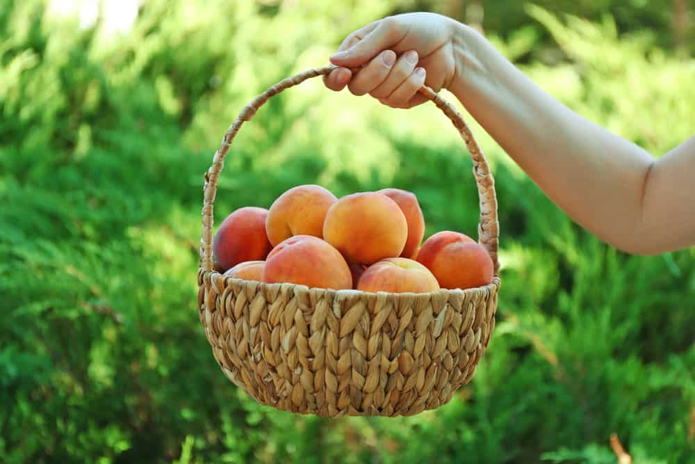 Woman holding a basket of peaches