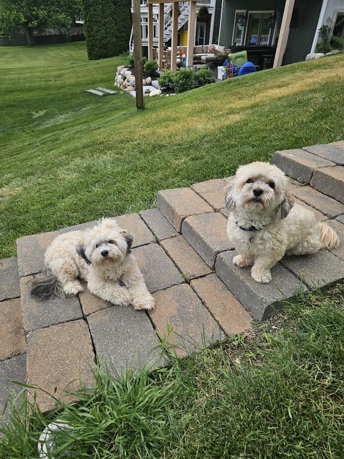 2 Havanese dogs looking at the camera out in the yard