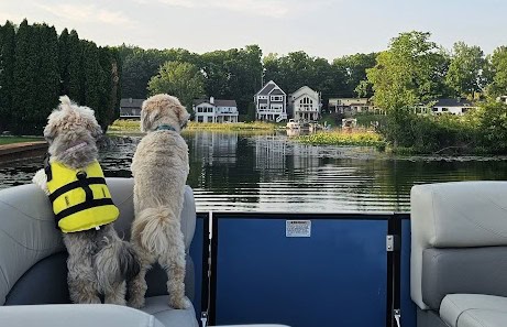 Two pups are watching the water from a boat